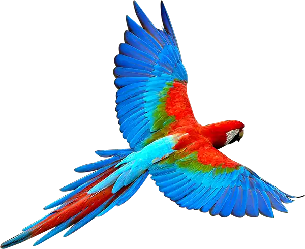 Parrot